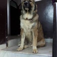 Home dog boarding is often described as dog sitting, pet sitting, home kennels but is characterised by your dog living with a sitter / boarder, in their home, in an environment as near as possible to the one the dog is used to. Dog Home Boarding Center Noida Sector 12 Pet Boarding Services In Noida Delhi Justdial