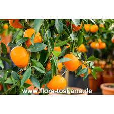 Image result for Citrus reticulata