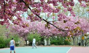 The flowering cherries of washington, d.c., the redbuds around lake michigan, the saucer magnolias of the san francisco bay area — wherever you live a flowering tree is a major investment of time, money and garden space. Flowering Trees In Nyc Parks Nyc Parks