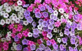 Petunia Flower Emoji Best Flower Wallpaper