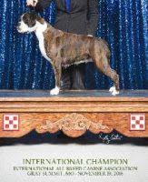 This site shows the group effort taken by boxer rescue organizations throughout iowa, kansas, missouri and nebraska who work together to rescue and place dogs in loving, permanent homes. Boxer Puppies For Sale In Missouri Boxer Breeders And Information