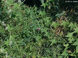 Image result for Oxyanthus latifolius