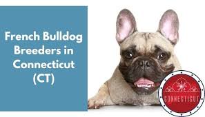 French bulldog puppies mn for sale. 11 French Bulldog Breeders In Connecticut Ct French Bulldog Puppies For Sale Animalfate