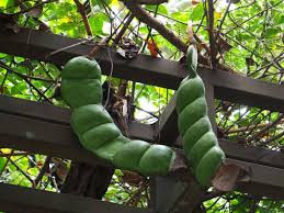 Image result for Entada abyssinica