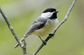 Birds Of Cape Cod National Seashore Black Capped Chickadee Black Capped Chickadee Chickadee Nature Animals