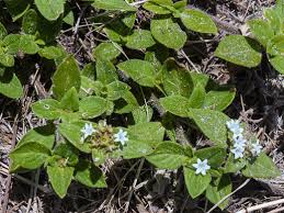 Image result for Richardia brasiliensis