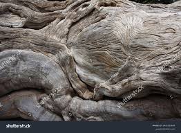 Image result for Combretum imberbe