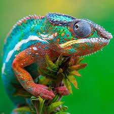 Colorful Iguana Beautiful Animals Photography Most Beautiful Animals Animals Beautiful