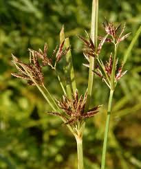 Image result for Cyperus alopecuroides