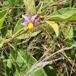 Image result for Solanum campylacanthum 'panduriforme type'
