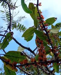 Image result for Agelanthus