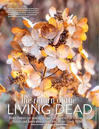 Silica gel works wonders to preserve the natural color and caution: The Best Flowers For Drying Pressreader