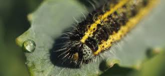 Maybe you would like to learn more about one of these? Cabbage White Butterfly Guide