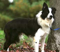Pin On Border Collie