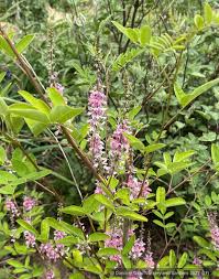 Image result for Indigofera antunesiana
