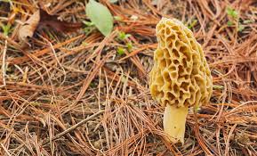 Morel Mushroom Recipes Prices Tips D Artagnan