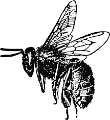 Clipart Bee Realistic Bee Clipart Black And White Png Download Full Size Clipart 3472862 Pinclipart Not only images/realistic bee drawing, you could also find another pics such as funny bee drawing, cool bee drawing, flower with bee drawing, realistic honey bee, bee flying drawing, bee sketches, bee drawings free, realistic cartoon bee, bee wings drawing, queen honey bee. clipart bee realistic bee clipart