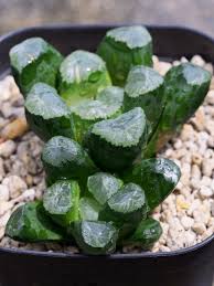 Haworthia Concrete Garden Vegetables Brussel Sprout