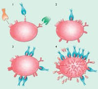 Ehrlich theorized from very early in his career that chemical structure could be used to explain why the immune response occurred in reaction to infection. Cellular Versus Humoral Immunology A Century Long Dispute Nature Immunology
