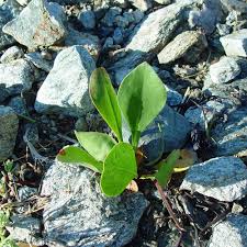 Image result for Plumbaginaceae