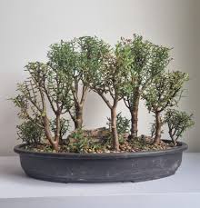 Image result for Crassula sarcocaulis