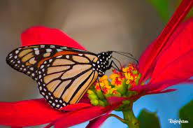 Mariposa Monarca Danaus Plexippus Alimentandose En Una F Flickr