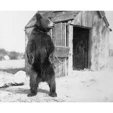 Teddy Bruce and the 160th: "The Battalion with the Bear"