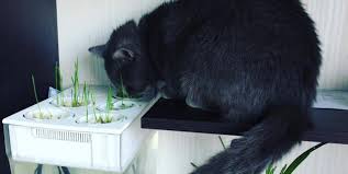 Harzstein der marke nayeco für die dekoration aller arten von aquarien. Aquafarm Ein Aquarium Garten Fur Liebhaber Der Tierwelt