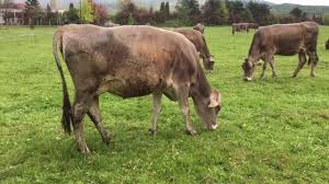 Cresterea vitelor pentru produsele lactate inseamna cresterea animalelor. Ferma De Vaci Sighetu Marmatiei Maramures2017 Youtube