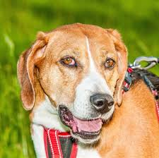 Feb 05, 2021 · värnamo 2019 bim se26428/2008 lindestubbens enya bir o bis 2 se48753/2017 sandrevets tello Hamiltonstovare Breed Information Characteristics Heath Problems Dogzone Com