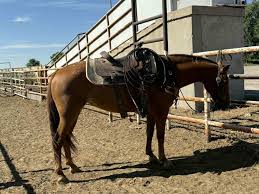 Sheza Bunny Bandita - Platinum Equine Auction