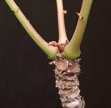 Image result for Phyllanthus nyikae