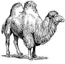 Free Desert Coloring Pages And Sheets And Things About The Desert