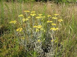 Image result for Helichrysum