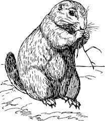 Color online the best coloring pages and drawings of marmot. Pin On Biology