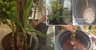 Untuk mengatasinya semburkan dengan bancuhan kapur. Boleh Saja Nak Tanam Pokok Pisang Dalam Pasu Ikut Cara Ini Kelebihannya Senang Jaga Mudah Alih Vanilla Kismis