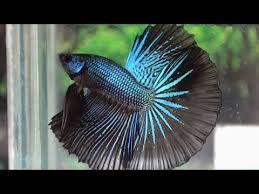 If you have a question or problem. High Quality Imported Orchid Betta Blue Black Youtube