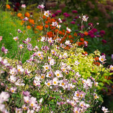 Image result for Anemone transvaalensis