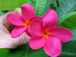 Salsa Plumeria Dark Pink Bloom