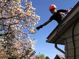 Maybe you would like to learn more about one of these? How To Prune A Dogwood Tree With The Tree Buddha 002 Youtube