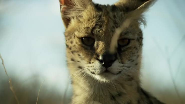 Planet Earth II Official Trailer