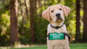 Check spelling or type a new query. Guide Dogs Draw Complaints For Failing To Follow Social Distancing Guidelines Street Roots