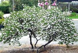 Image result for Macrotyloma densiflorum