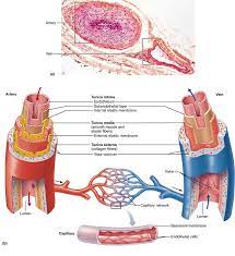 Pin On Anatomy