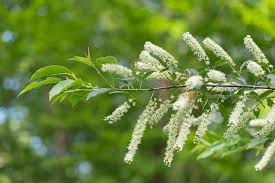 Image result for Prunus serotina