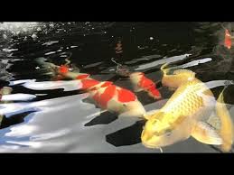 Filter Kolam Koi Outdoor Sangat Jernih Tanpa Alga Youtube