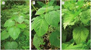 Image result for Obetia tenax