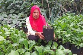 Dengan menanam sayuran di halaman rumah, bukan hanya bermanfaat bagi kebutuhan pangan saja. Tanam Sayur Di Pekarangan Selama Pandemi Ibu Ibu Ini Raup Belasan Juta Rupiah Halaman All Kompas Com