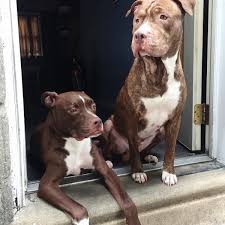 We Are Pitbulls Lovers And You See More At Fb Me Pitloversclub Pitbull Pitbullsofinstagram Pitbulls Pitbulllove Pitbulladvocate Pitbulllife Pitbull Con Imagenes Roble