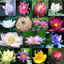 Lotus pods has the following botanical name: Growing Lotus 101 Container Water Gardens